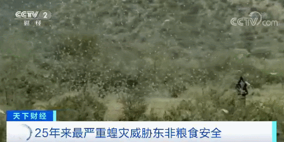 蝗虫就是蚂蚱？4000亿蝗虫，对我们会有什么影响……
