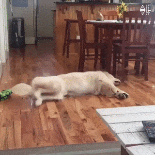 动物会做梦吗?