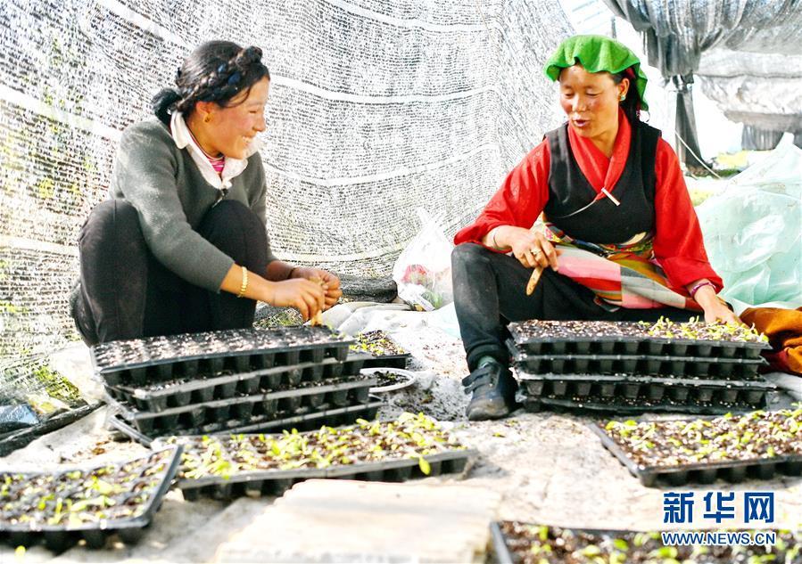 「新春走基层」西藏白朗：“菜篮子”助百姓走上致富路