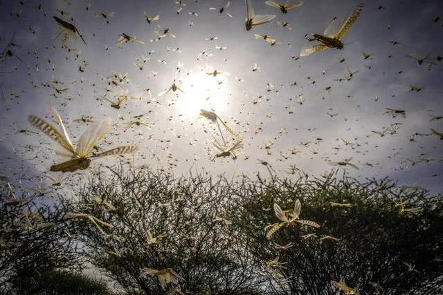 蝗虫就是蚂蚱？4000亿蝗虫，对我们会有什么影响……