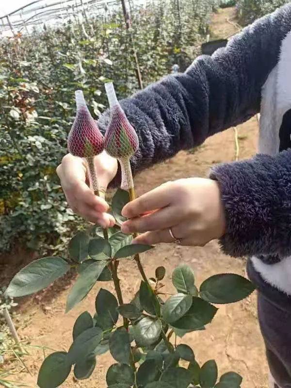 一间新手淘宝花店的一周：对城里人是浪漫，对花农是活着