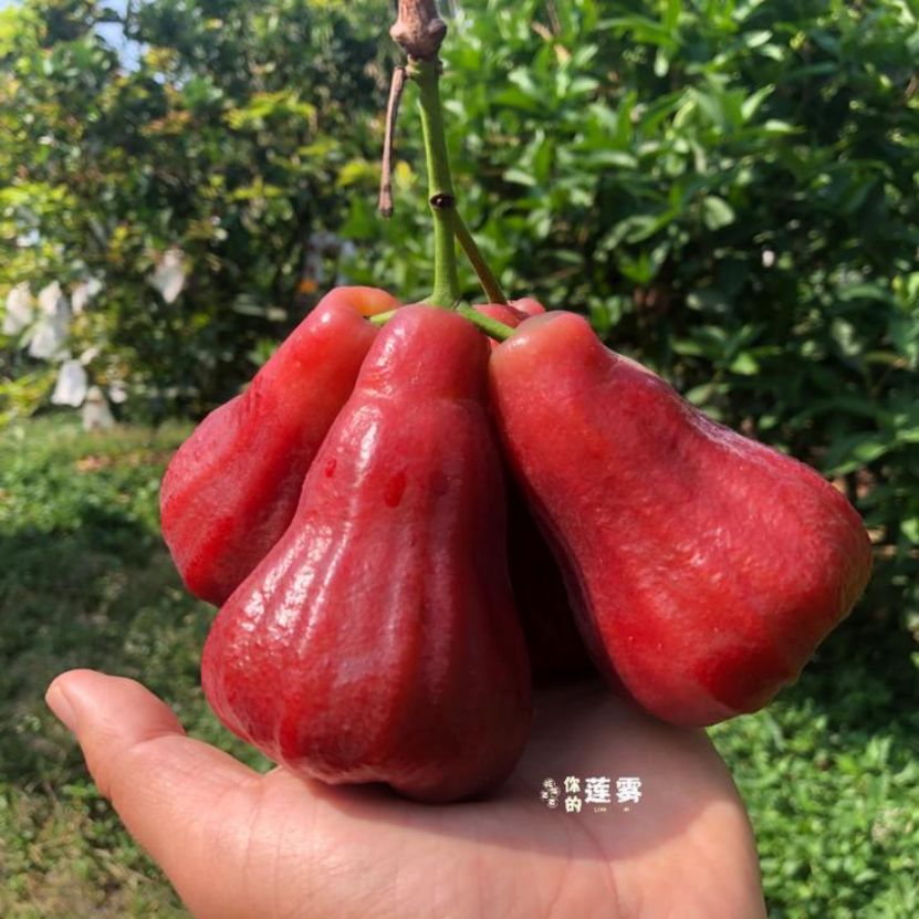 莲雾的功效与作用 莲雾果的功效与禁忌-起航号