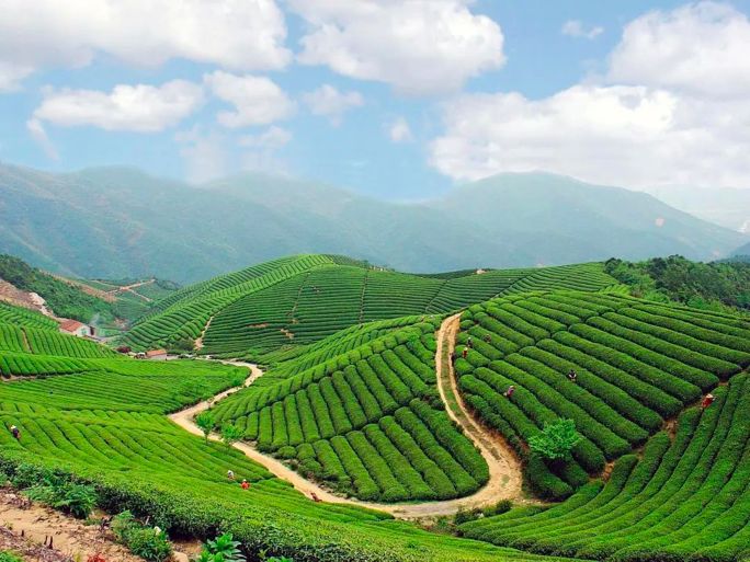 春天里的茶香 | 除了西湖龍井，杭州還有哪些茶？