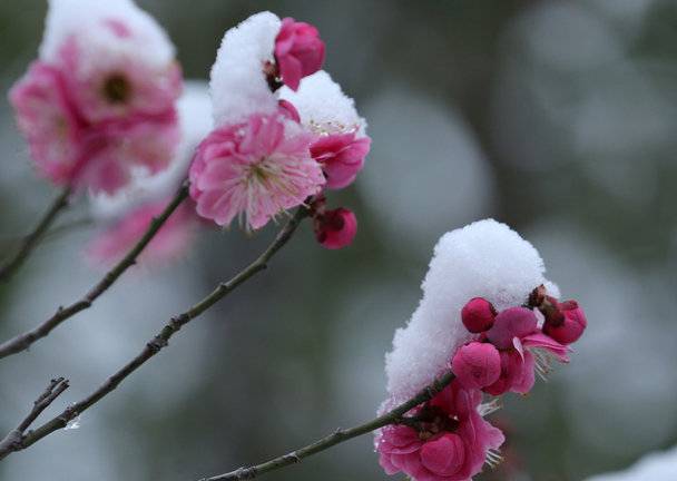 又是一年春来早