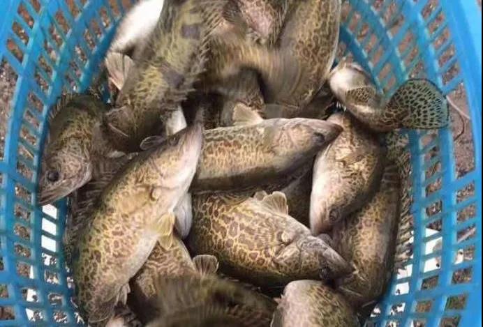 60元/500克暴跌至16元/500克,下跌幅度高达75%,鳜鱼养殖行业全线亏损