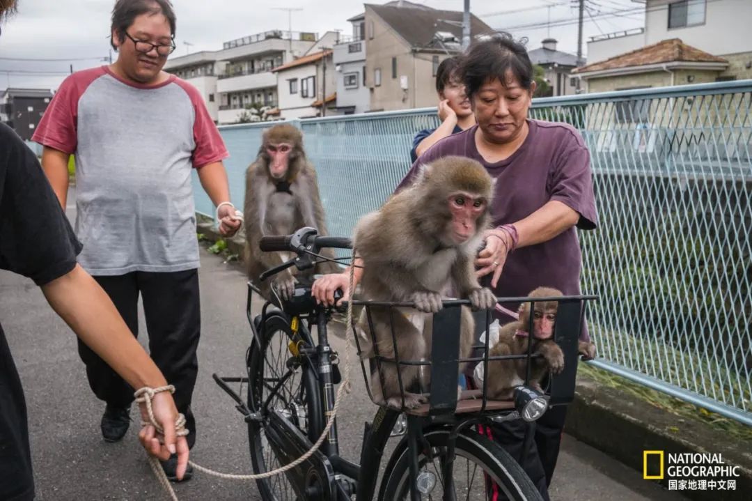 细思恐极的日本猴戏