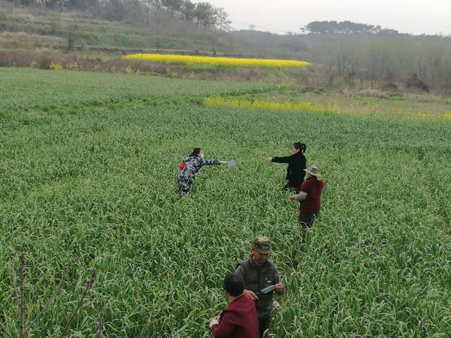 今日吉阳蒜苔价格「金乡蒜苔价格 今日」