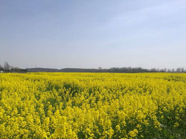 今日吉阳蒜苔价格「金乡蒜苔价格 今日」