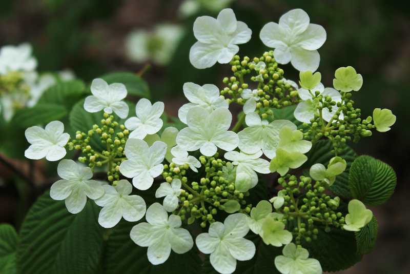 暮春已至,成都植物园向您发出荚蒾赏花邀请,请查收