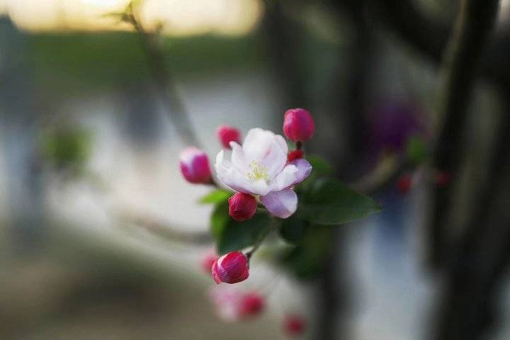 春光达人｜诗情画意踏春来，微风渐暖摇生姿，三月春光，您好