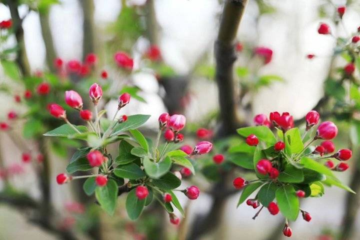 春光达人｜诗情画意踏春来，微风渐暖摇生姿，三月春光，您好