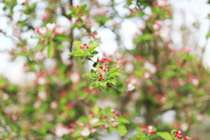 春光达人｜诗情画意踏春来，微风渐暖摇生姿，三月春光，您好