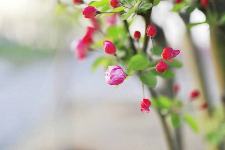 春光达人｜诗情画意踏春来，微风渐暖摇生姿，三月春光，您好
