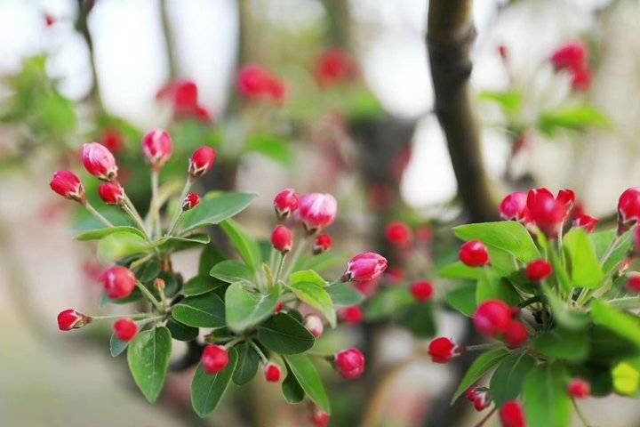 春光达人｜诗情画意踏春来，微风渐暖摇生姿，三月春光，您好