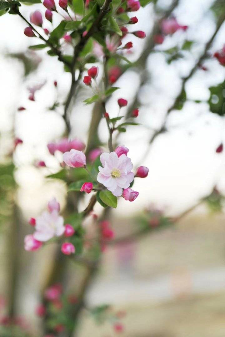 春光达人｜诗情画意踏春来，微风渐暖摇生姿，三月春光，您好
