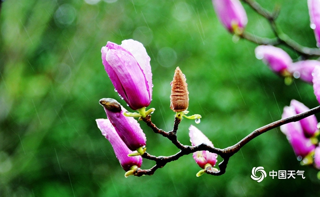 春雨是什么颜色的（春雨是什么颜色的答案）-第2张图片-科灵网