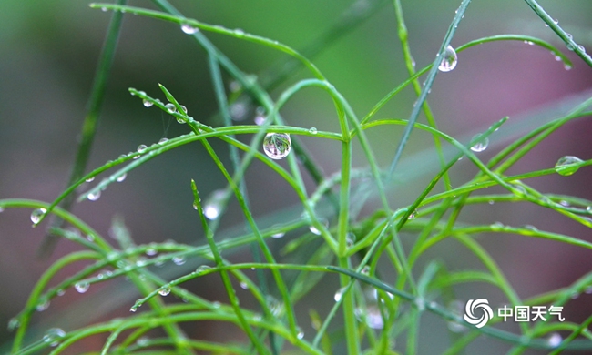 春雨是什么颜色的（春雨是什么颜色的答案）-第10张图片-科灵网