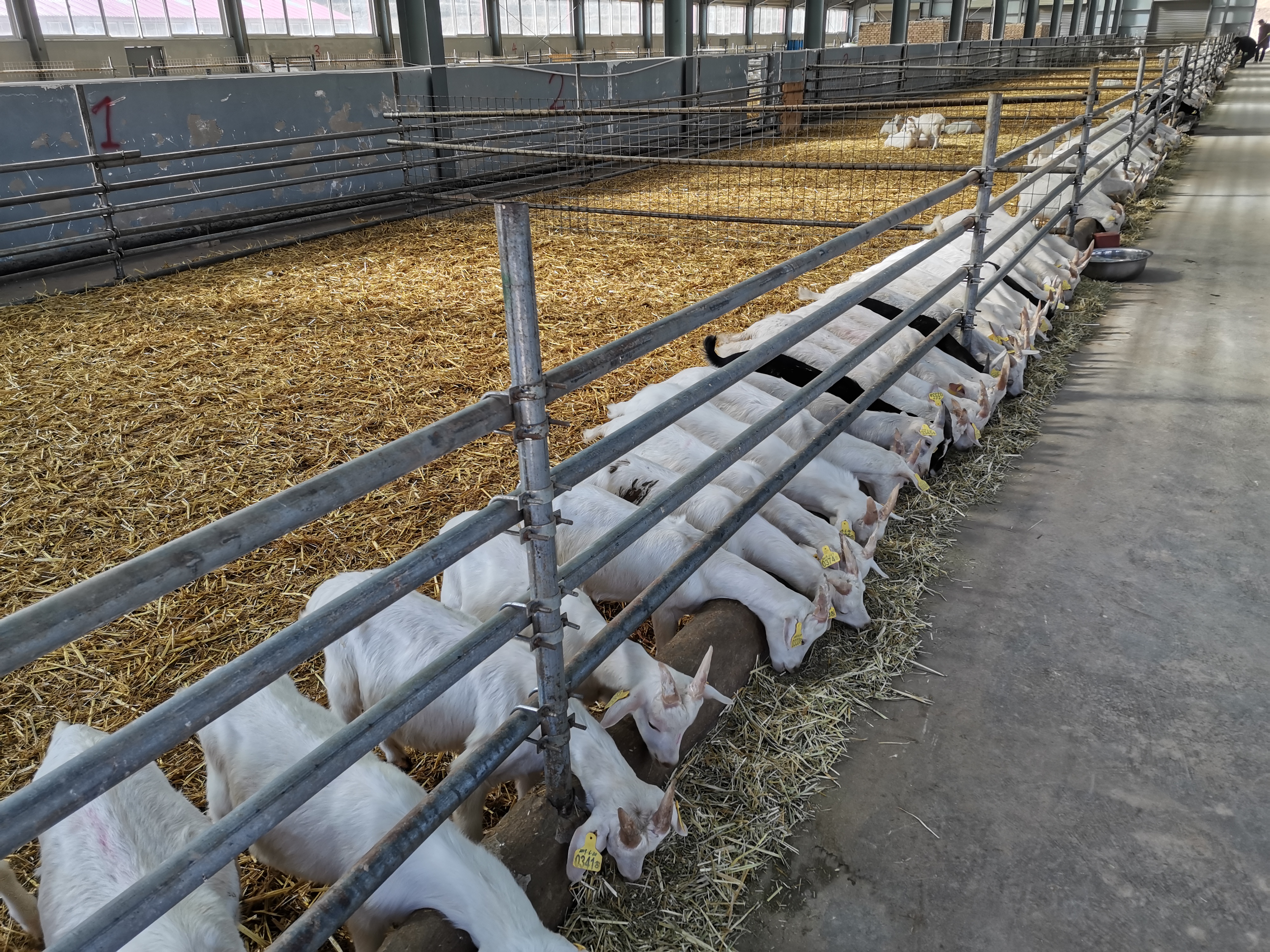 陕西奶羊价格今日价「陕西奶羊养殖基地」