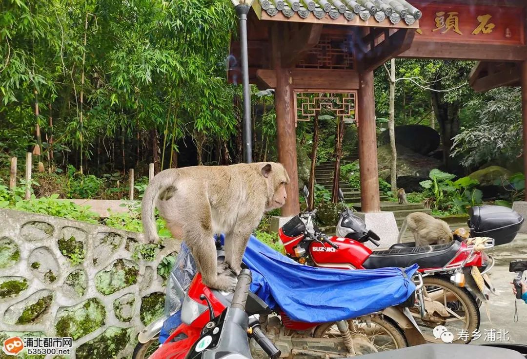 五皇山惊现调皮的野生猴子！