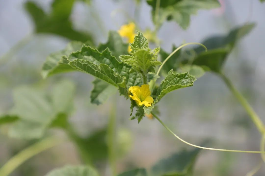 玉菇甜瓜几月份最好吃（玉菇甜瓜是什么季节吃的）-第3张图片-科灵网