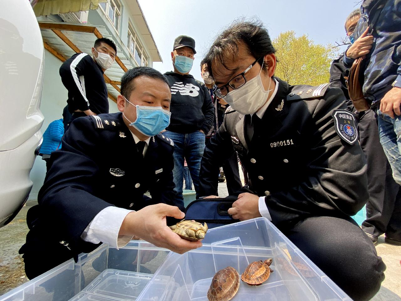 「听」宠物群中惊现极危四爪陆龟交易，我国野外数量不到300只