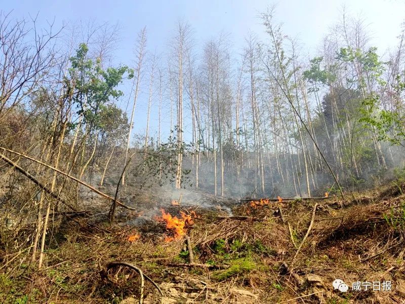 咸安男子回乡祭祖引发山火，烧了45亩林地