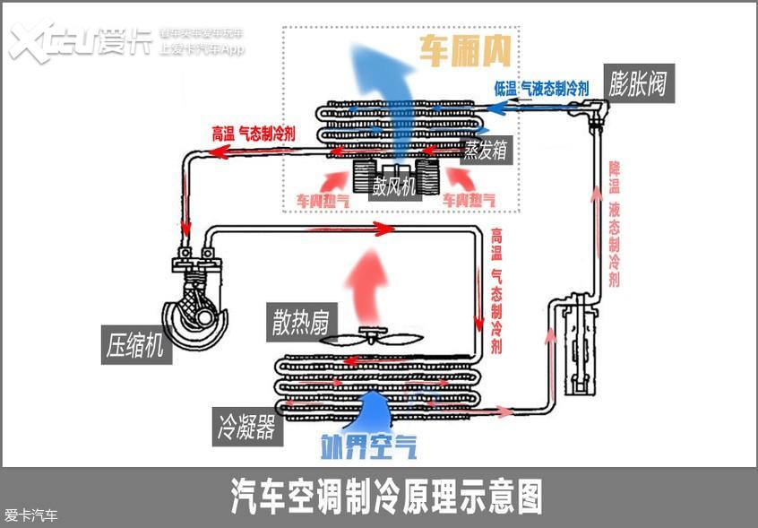 柳絮对汽车造成多大伤害？不看不知道一看吓一跳