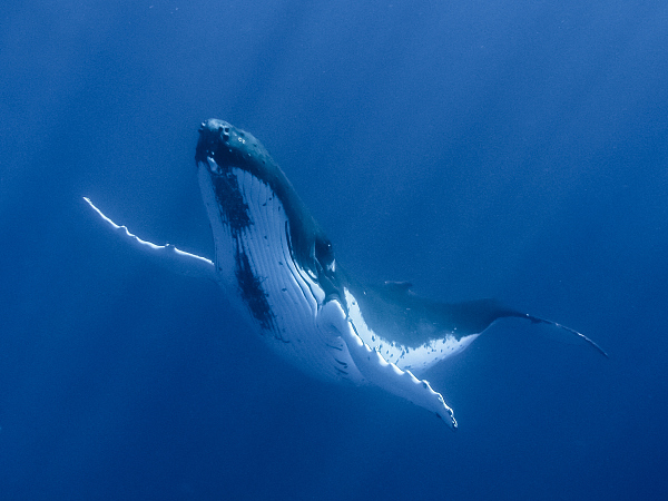 鲸落是什么意思「鲸落是什么意思爱情」