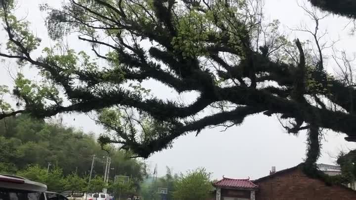 抢救复壮,广西十棵千年古树被选中,让“枯木逢春”须解除过度保护