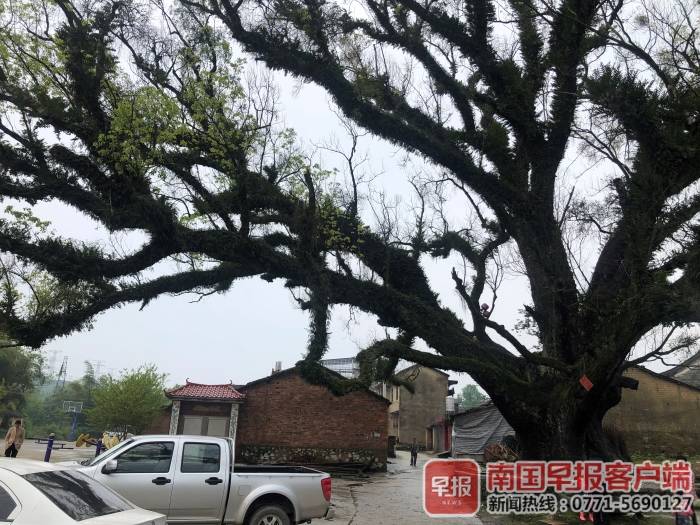 抢救复壮,广西十棵千年古树被选中,让“枯木逢春”须解除过度保护
