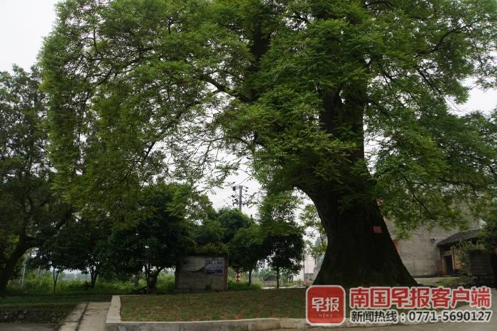 抢救复壮,广西十棵千年古树被选中,让“枯木逢春”须解除过度保护