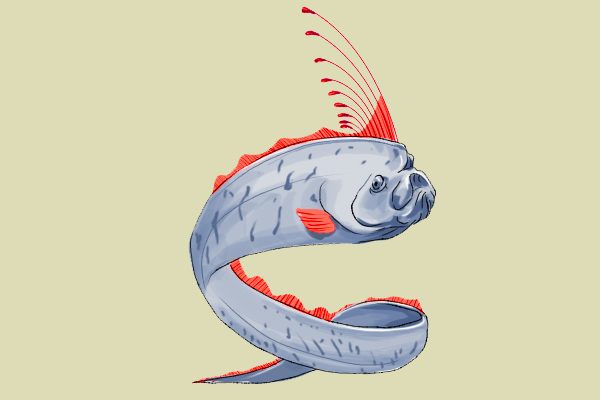 带鱼生活在海底多少米(带鱼在深海多少米) - 风集网