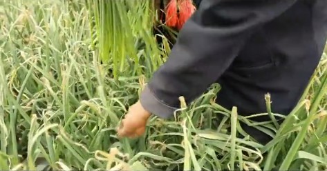 臨沂蘭陵縣：30.5萬畝蒜薹豐收上市