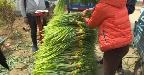 臨沂蘭陵縣：30.5萬畝蒜薹豐收上市