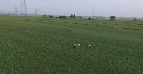 臨沂蘭陵縣：30.5萬畝蒜薹豐收上市