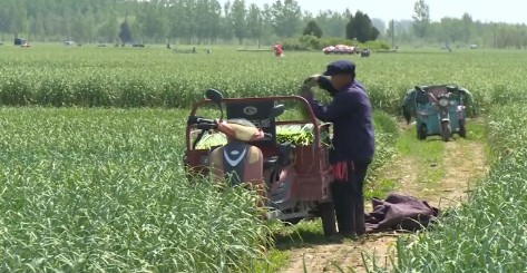 臨沂蘭陵縣：30.5萬畝蒜薹豐收上市