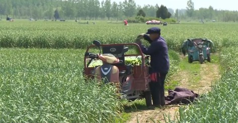 今日兰陵蒜苔最新价格，全国的蒜苔最新价格今日