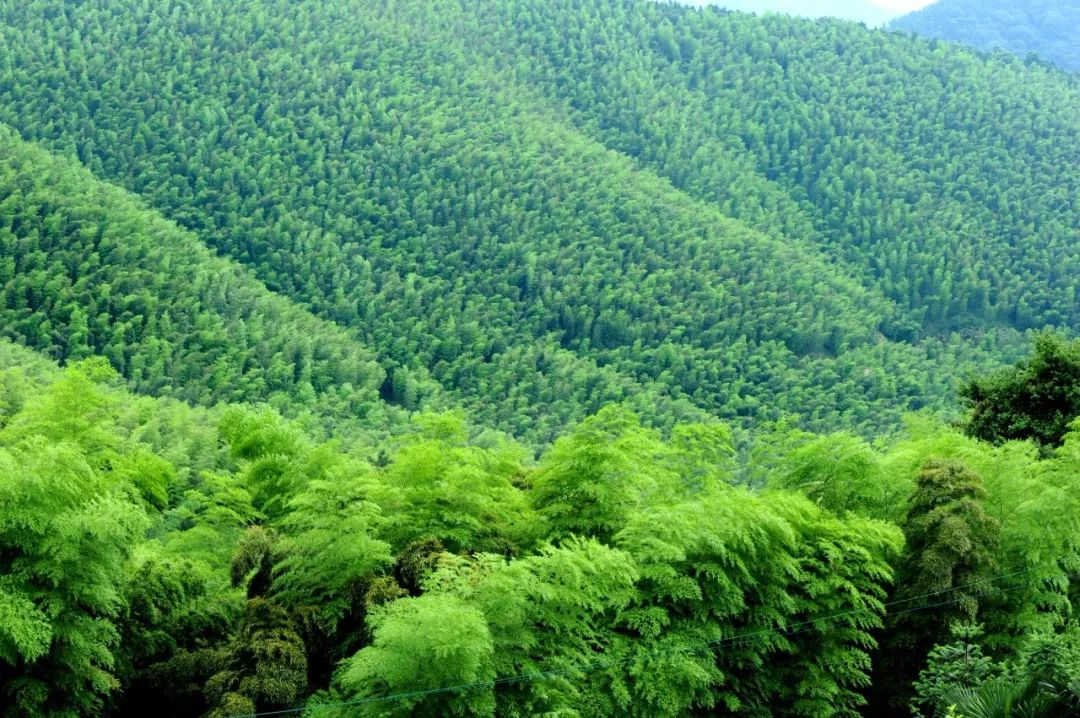 连休5天！五一假期安排湖北这4条自驾线路，寻觅山岳峡谷、打卡江湖林海！