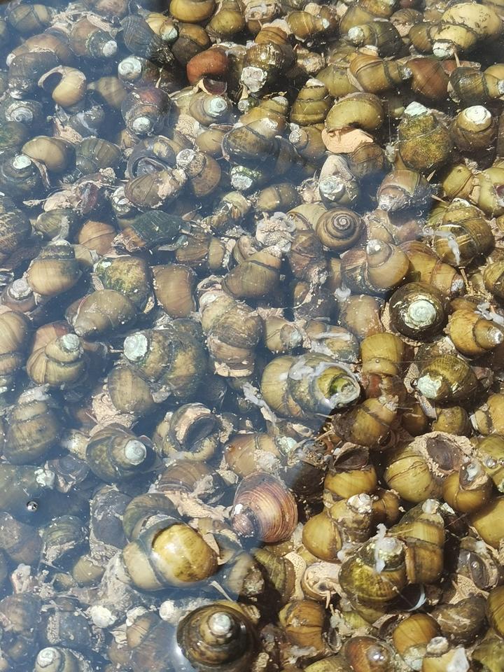 海鲜青螺怎么做好吃(海鲜青螺怎么做好吃窍门) - 美食网