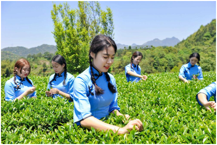 福建安溪：喊山开茶 一片叶子带富一方百姓