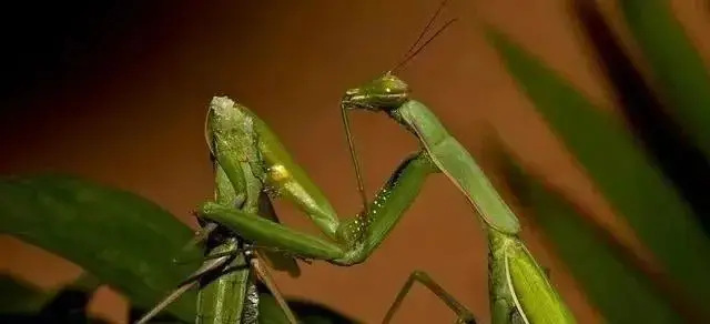 螳螂为什么要吃掉自己的配偶（螳螂繁殖后代的的方式）