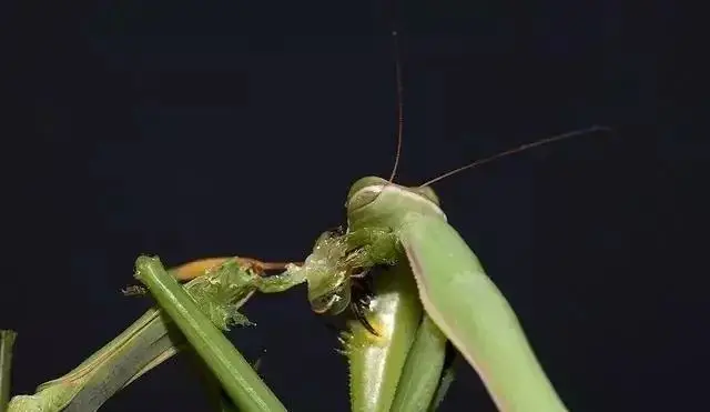 螳螂为什么要吃掉自己的配偶（螳螂繁殖后代的的方式）