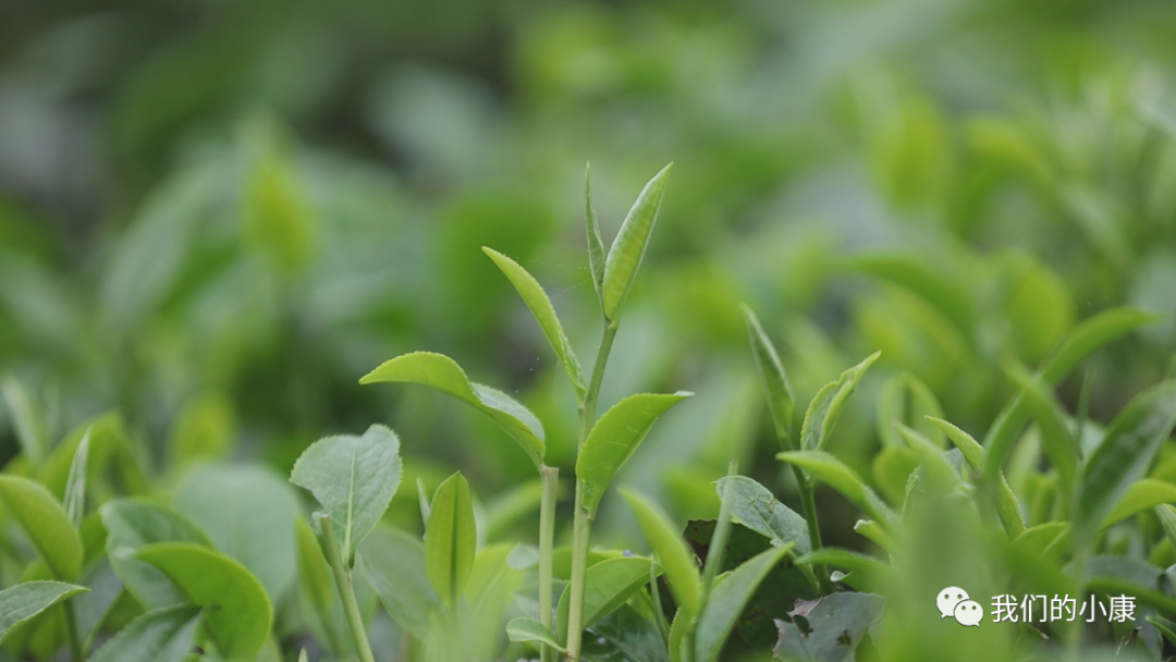 石家庄方村招聘（英国皇室爱喝的红茶）