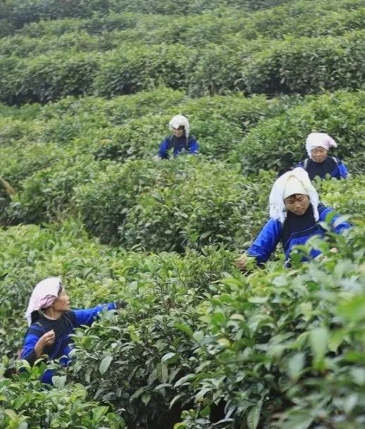 石家庄方村招聘（英国皇室爱喝的红茶）