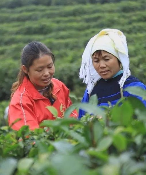 石家庄方村招聘（英国皇室爱喝的红茶）