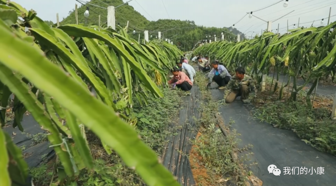 石家庄方村招聘（英国皇室爱喝的红茶）