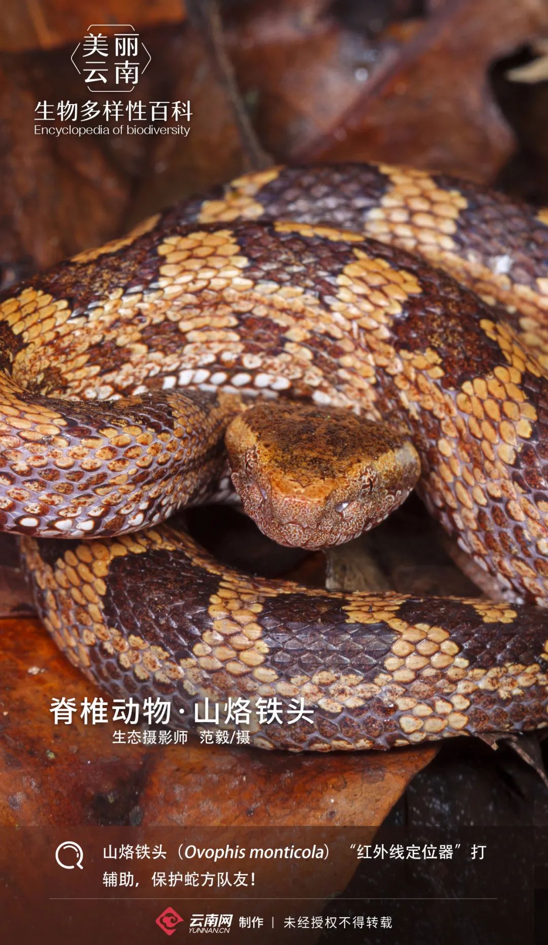 「生物多样性百科」脊椎动物·山烙铁头:我的头像烧豆腐?