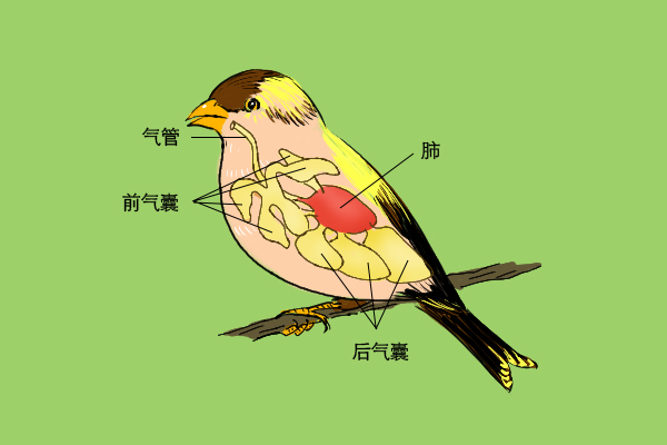 鸟为什么会飞鸟类飞行的意义