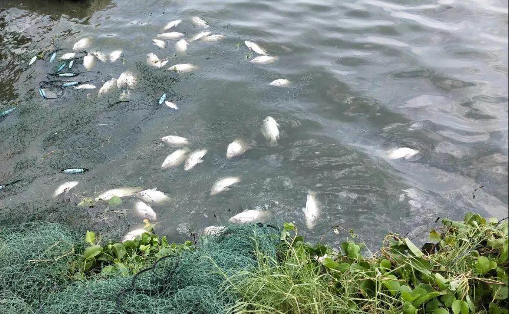 慘跌0.3元/斤！羅非魚行情再陷低迷，粵西、云南現轉養潮