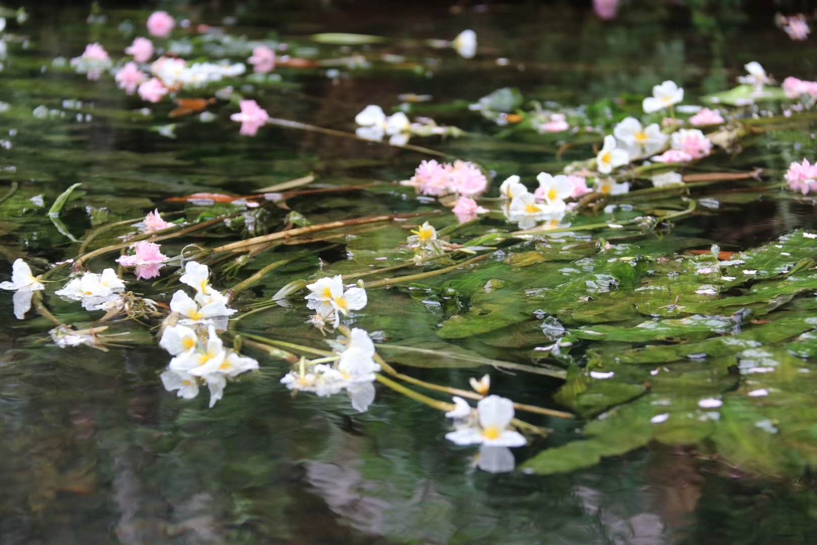 挽救一条鱼：濒危物种滇池金线鲃“沉浮”启示录